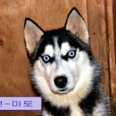 성주허스키켄넬 이미지