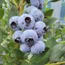 지영농장 이미지