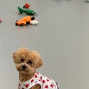 휴멍애견유치원 이미지