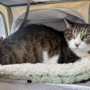 은비캔넬 이미지