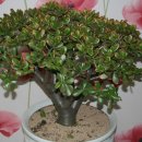 화월농장 이미지