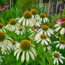 솟대마을 이미지