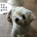 [축개원]옥탑방 고양이 유치원 - 원아대모집 / 최고의 강아지 보육교사진 구성 이미지