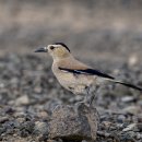 Mongolian Ground-jay 몽골 이미지