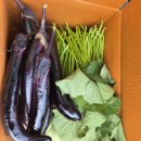 고구마줄기2kg+가지 는 8월1일부터 순차발송 이미지