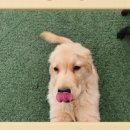 덕분에 행복하개 이미지