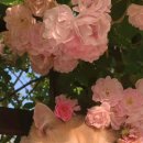 미친생고기 이미지