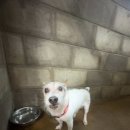 인월동물병원 이미지