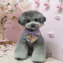 러브애견미용 이미지