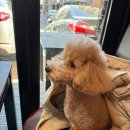 마방로6길 7-51 | 양재동 태국음식맛집 파타야 애견동반 후기