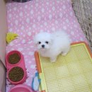 새콤이달콤이