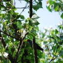 파랑새둥지 이미지