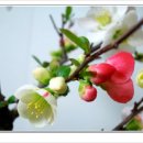 황금비늘 이미지