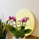 신월동174 이미지