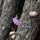 김재선농장 Daum카페