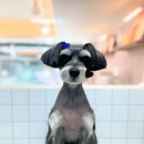 수진애견미용 이미지