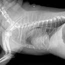 혜민동물병원 이미지