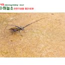 장수하늘소(천연기념물 제218호) 이미지