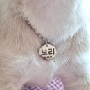 에이알씨(ARC) 인식표 :: 내돈내산 강아지 목걸이 제작 후기! 음각각인 X 프린팅 각인 O 쇳가루 안나옴.