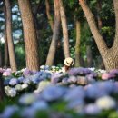 서산소나무힐링 이미지