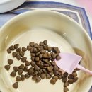 루이 | 루이 솔직후기 | 펫과당신 비벼먹개 솔직후기