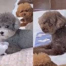 착한강아지 이미지