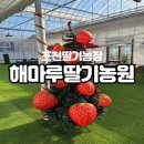 해마루 | 포천딸기농장 해마루딸기농원 후기 : 아이랑 딸기체험 최고