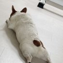 조숙본가청기와 이미지