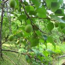 유성농장 이미지