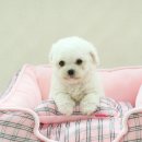 몽프리제 이미지