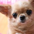 독립문동물병원 이미지