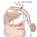 "내 솜씨 어때" 125년 만에 밝혀진 소변 색의 비밀은? 이미지