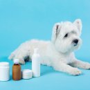 위너스 동물병원 이미지