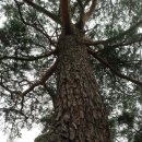 단양 남천계곡의 소나무 이미지