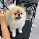 유지네 애견미용샵 이미지