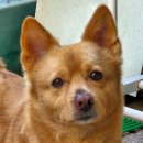 왕왕멍멍 이미지