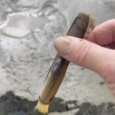 어촌계 | 태안 진산리 어촌계 맛조개 체험 후기 (물때표 꼭 확인하세요!)