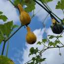 7월의 다양한색에 관상용 <b>색동</b><b>호박</b>.