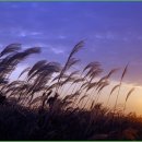 하늘공원 이미지