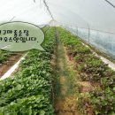 종순농장 이미지