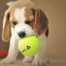 프로펫 애견 미용실 이미지