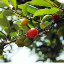 봉산중학교 이미지