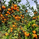 영평농장 이미지