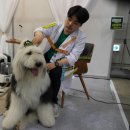 Idogcare 이미지