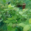 진영농장 이미지