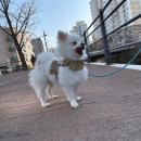 멍그니엘 애견호텔 경기광주점 이미지