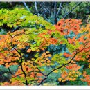 엘리너 루스벨트 이야기 이미지