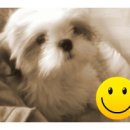 태산 우리동물병원 이미지