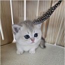 냥만스럽개 이미지