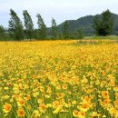 낙동강체육공원 야구장 | 구미 낙동강체육공원 금계국 꽃길 2km, 6월 힐링 여행지 추천